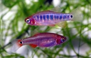 Zebra rasbora