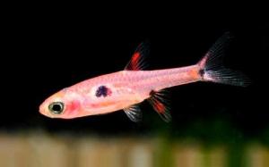 rasbora maculata