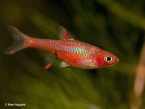 boraras brigittae