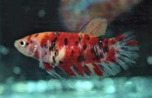 Betta koi nemo plakat